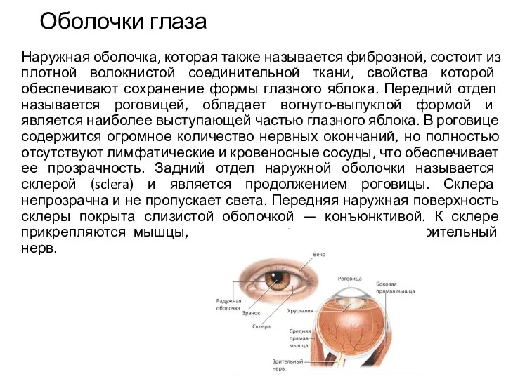 Оболочки глаза Наружная оболочка, которая также называется фиброзной, состоит из плотной