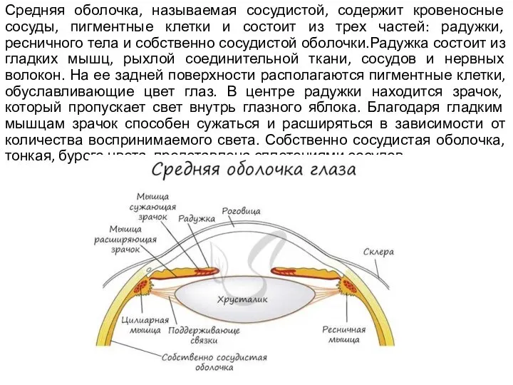 Средняя оболочка, называемая сосудистой, содержит кровеносные сосуды, пигментные клетки и состоит