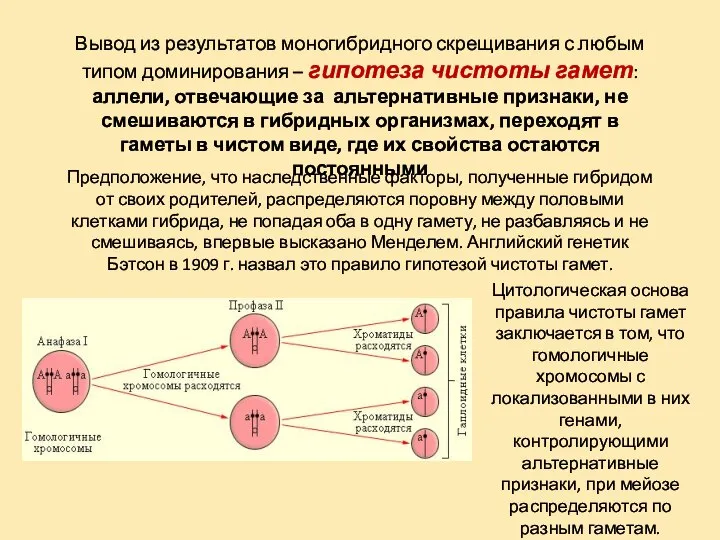 Вывод из результатов моногибридного скрещивания с любым типом доминирования – гипотеза