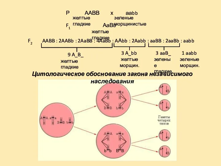 Цитологическое обоснование закона независимого наследования Р ААВВ х ааbb F1 АаВb
