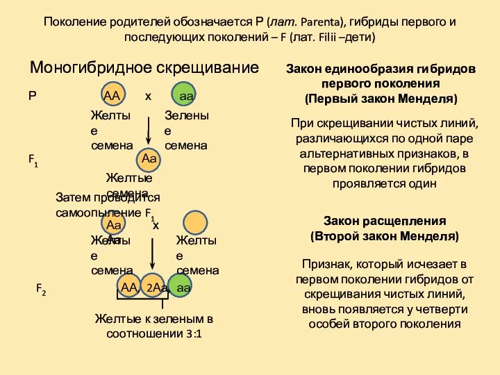 Моногибридное скрещивание Поколение родителей обозначается Р (лат. Parenta), гибриды первого и