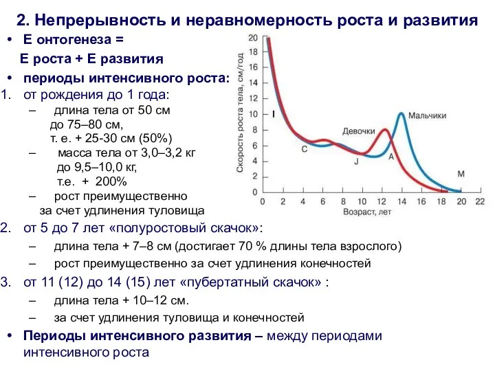 2. Непрерывность и неравномерность роста и развития Е онтогенеза = Е