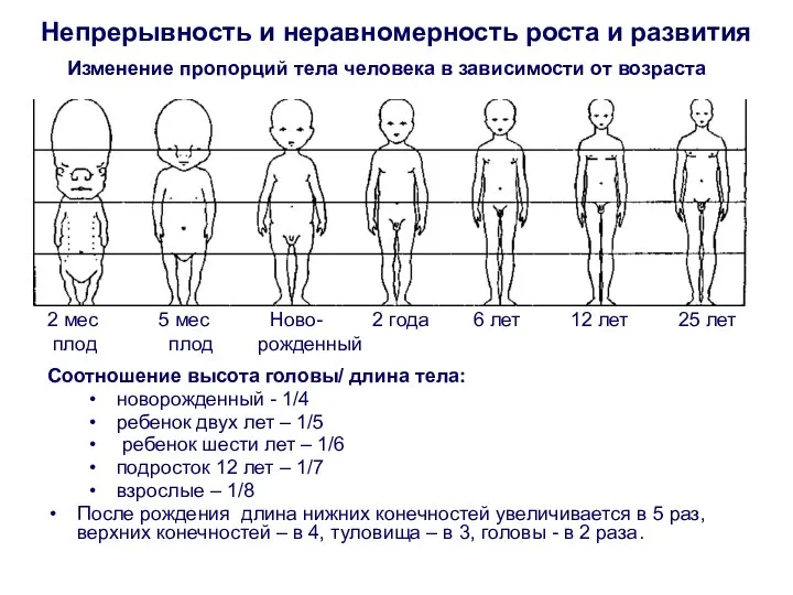 Непрерывность и неравномерность роста и развития 2 мес 5 мес Ново-