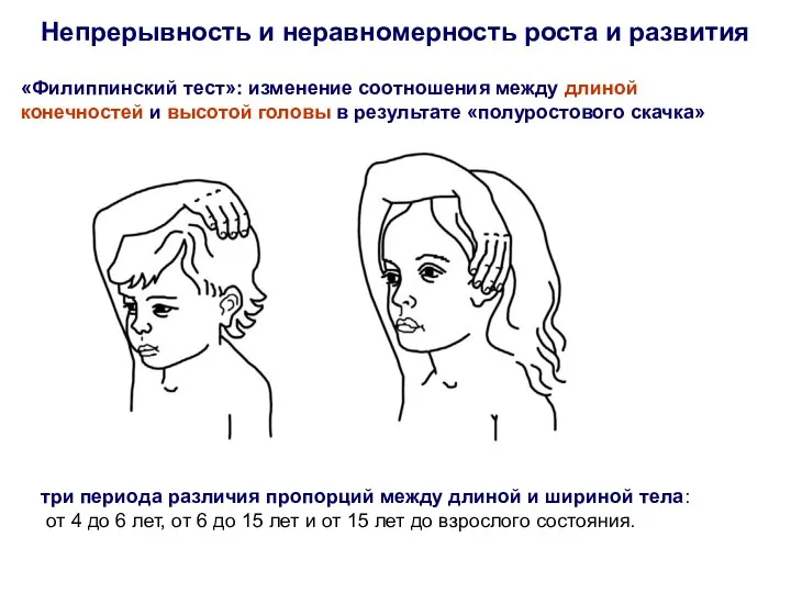 три периода различия пропорций между длиной и шириной тела: от 4