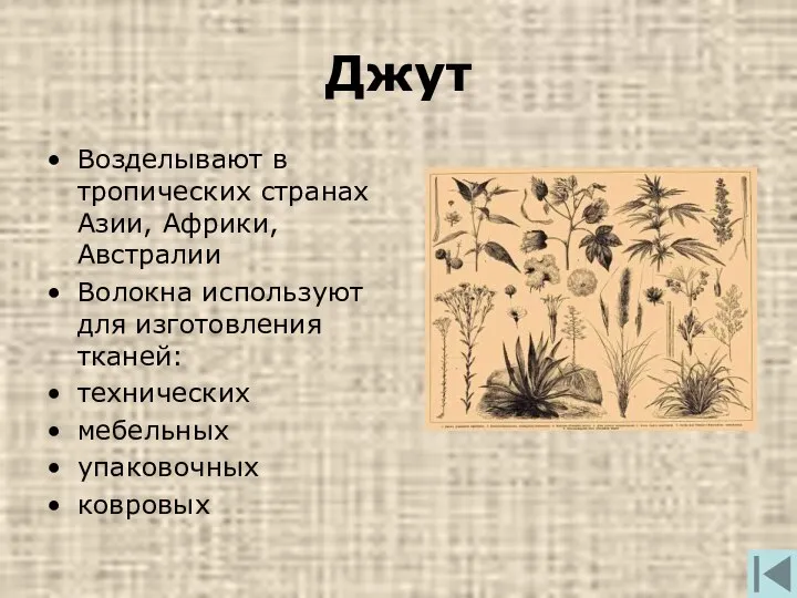 Джут Возделывают в тропических странах Азии, Африки, Австралии Волокна используют для