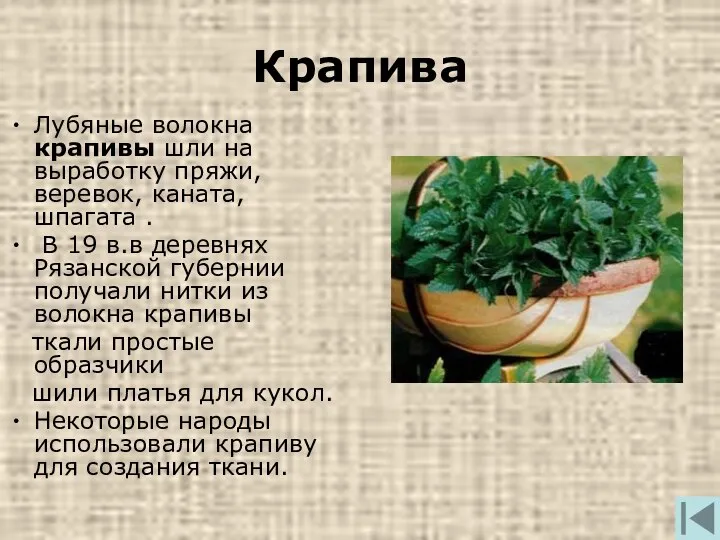 Крапива Лубяные волокна крапивы шли на выработку пряжи, веревок, каната, шпагата