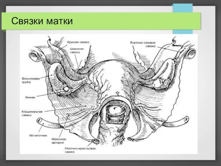 Связки матки