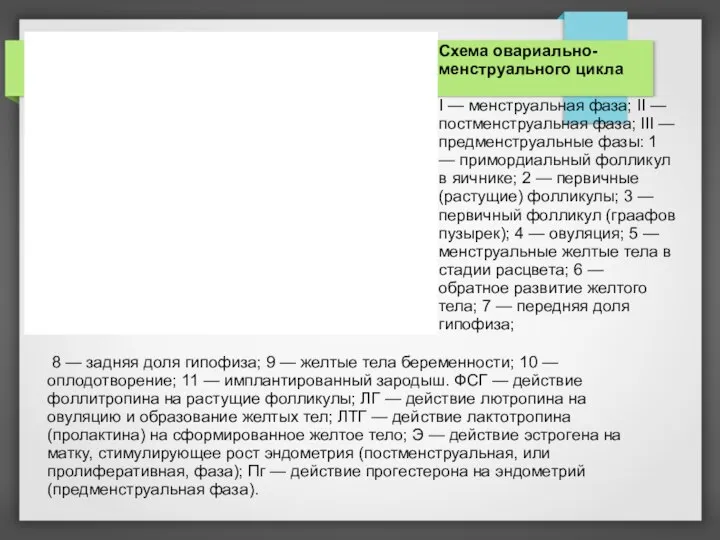 Схема овариально-менструального цикла I — менструальная фаза; II — постменструальная фаза;