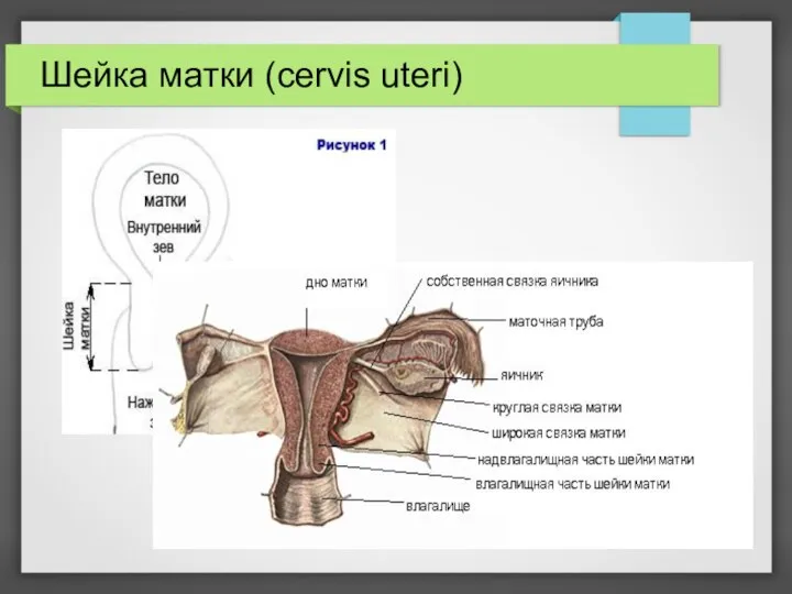 Шейка матки (cervis uteri)