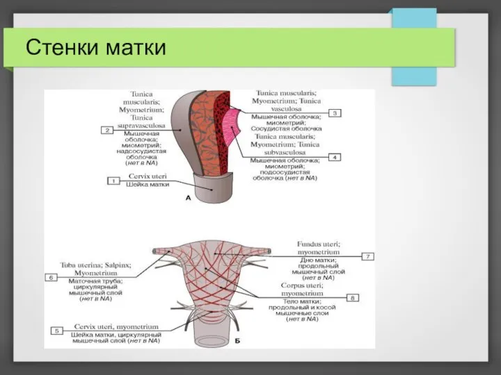 Стенки матки