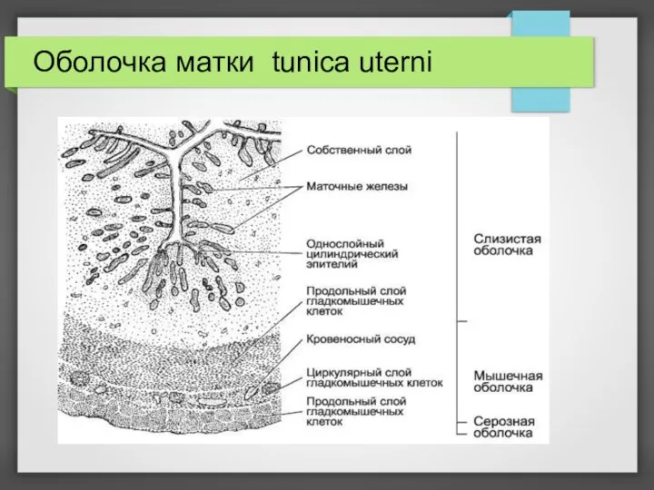 Оболочка матки tunica uterni