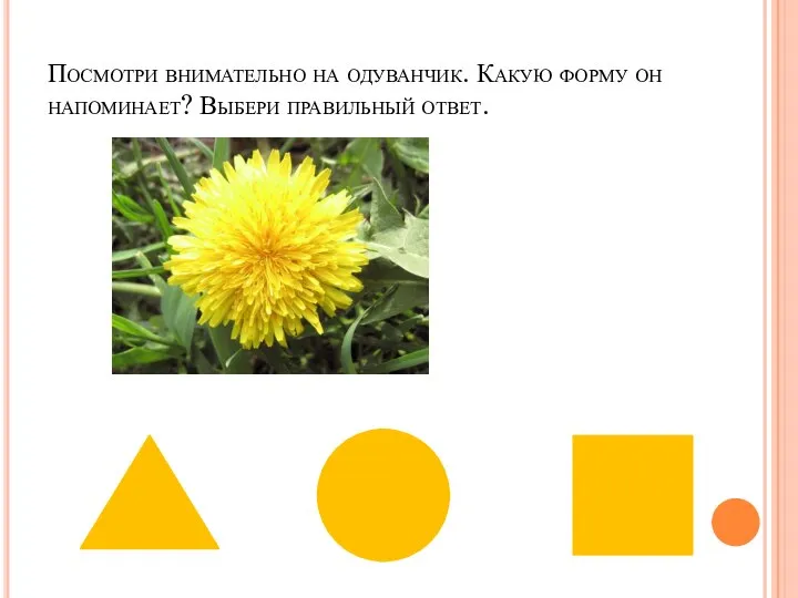 Посмотри внимательно на одуванчик. Какую форму он напоминает? Выбери правильный ответ.