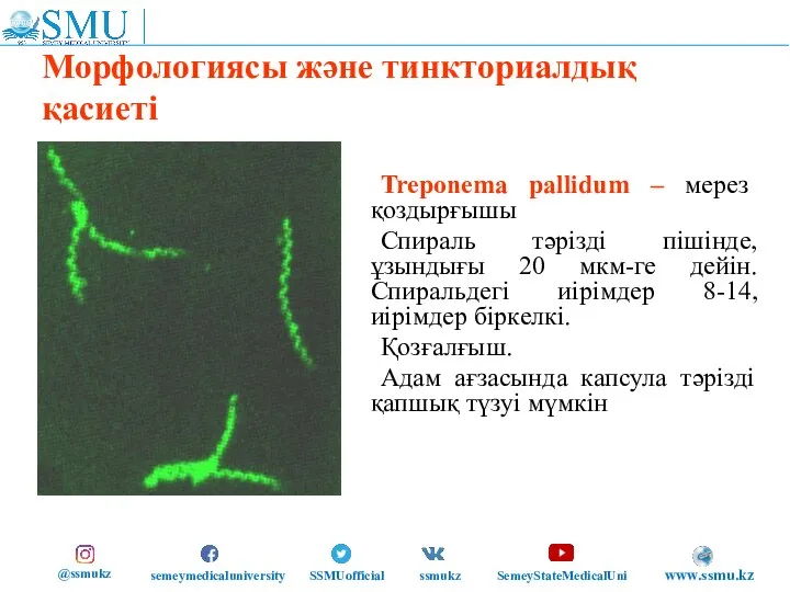 Морфологиясы және тинкториалдық қасиеті Treponema pallidum – мерез қоздырғышы Спираль тәрізді