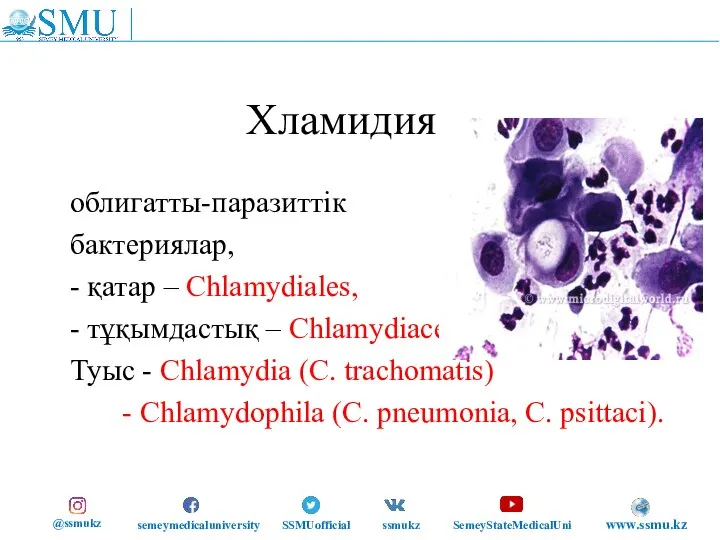 Хламидия – облигатты-паразиттік бактериялар, - қатар – Chlamydiales, - тұқымдастық –