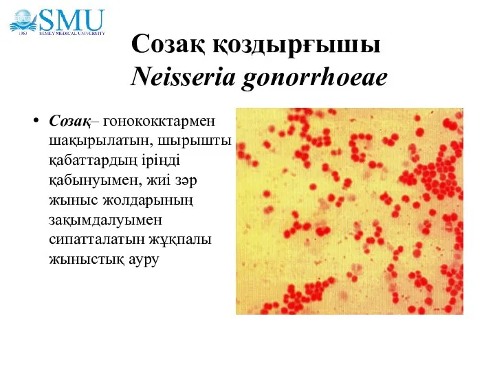 Созақ қоздырғышы Neisseria gonorrhoeae Созақ– гонококктармен шақырылатын, шырышты қабаттардың іріңді қабынуымен,