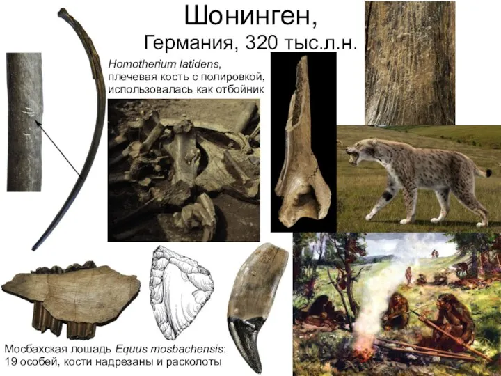 Шонинген, Германия, 320 тыс.л.н. Homotherium latidens, плечевая кость с полировкой, использовалась