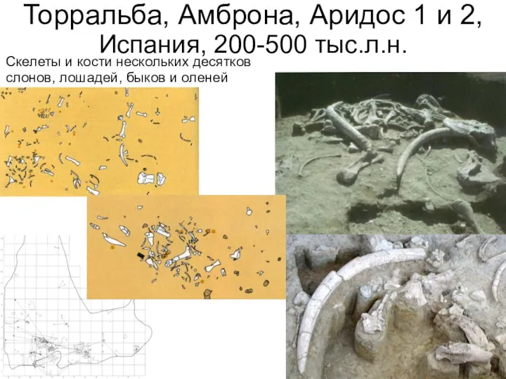 Торральба, Амброна, Аридос 1 и 2, Испания, 200-500 тыс.л.н. Скелеты и