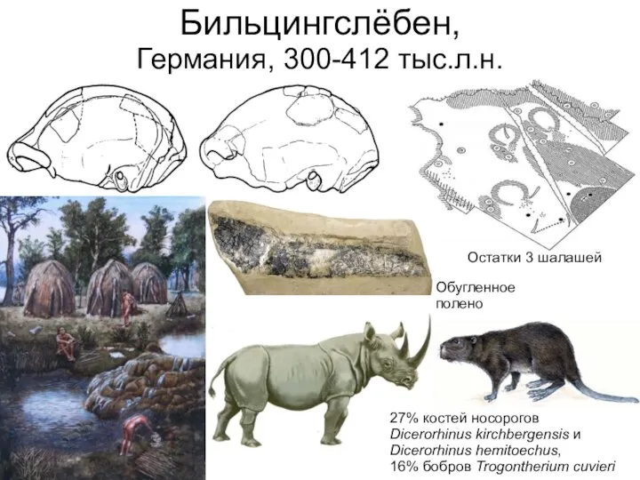 Бильцингслёбен, Германия, 300-412 тыс.л.н. Остатки 3 шалашей Обугленное полено 27% костей