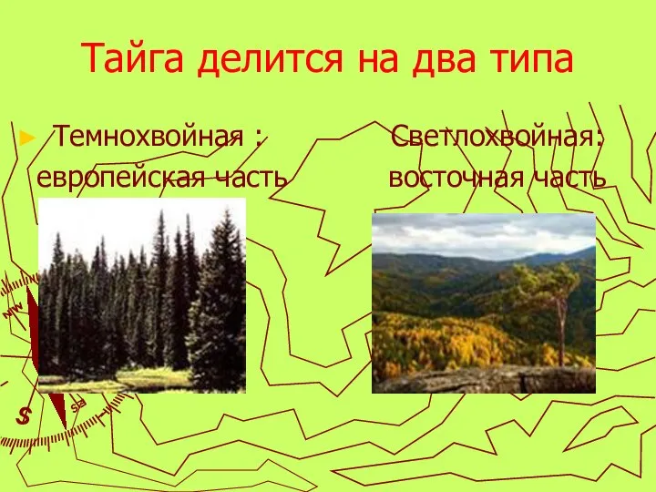 Тайга делится на два типа Темнохвойная : Светлохвойная: европейская часть восточная часть