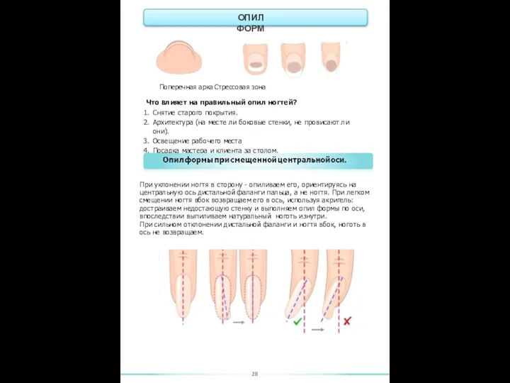 Поперечная арка Стрессовая зона Что влияет на правильный опил ногтей? Снятие