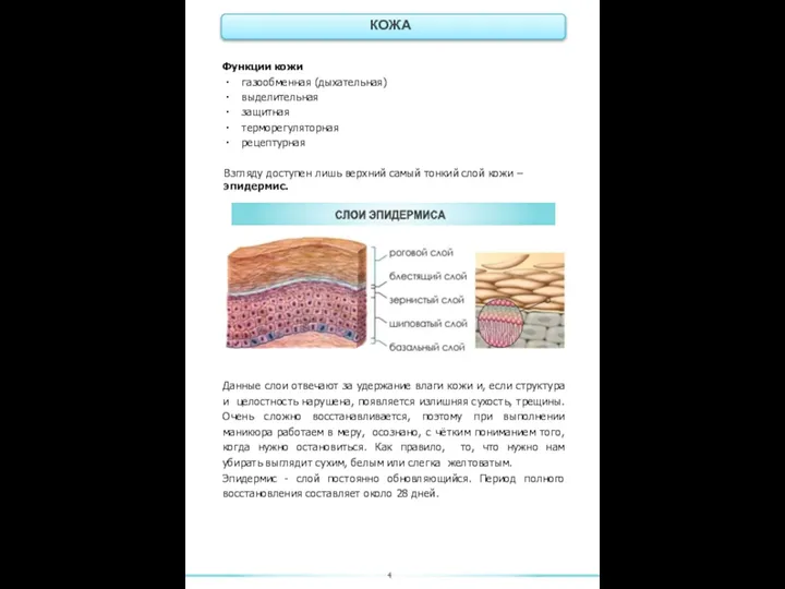Функции кожи газообменная (дыхательная) выделительная защитная терморегуляторная рецептурная Взгляду доступен лишь