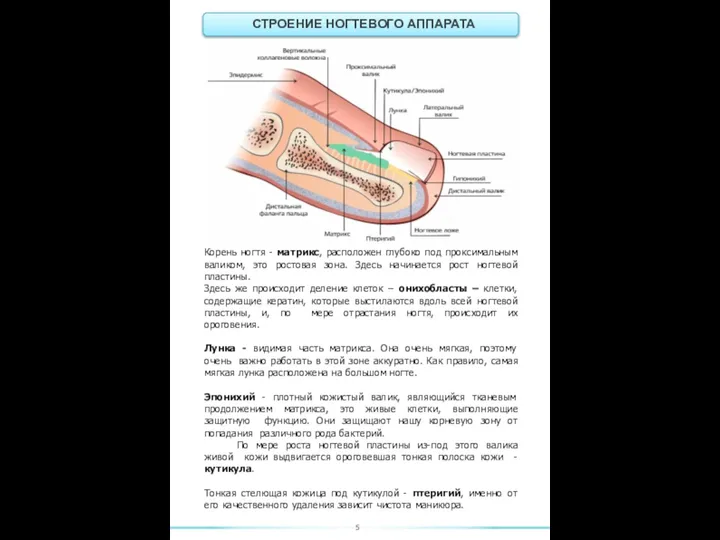 СТРОЕНИЕ НОГТЕВОГО АППАРАТА Корень ногтя - матрикс, расположен глубоко под проксимальным