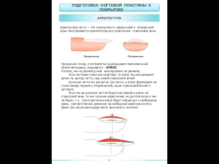 АРХИТЕКТУРА 57 Архитектура ногтя — это совокупность продольной и поперечной арки.