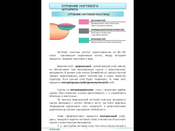 СТРОЕНИЕ НОГТЕВОГО АППАРАТА Ногтевая пластина состоит ориентировочно из 80–120 слоев ороговевших