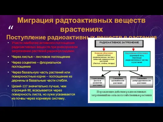 Участи наиболее активного поглощения радиоактивных веществ при внекорневом загрязнении растений радионуклидами: