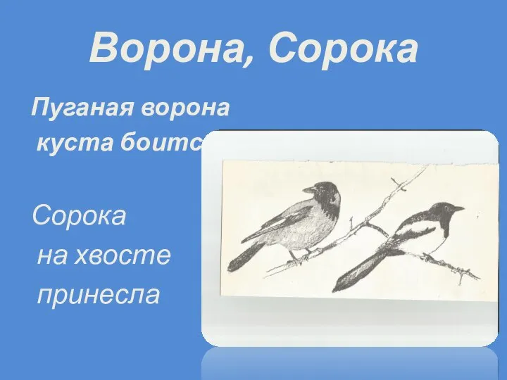 Ворона, Сорока Пуганая ворона куста боится Сорока на хвосте принесла