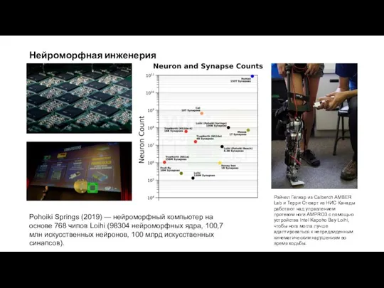 Нейроморфная инженерия Рэйчел Гелхар из Calberch AMBER Lab и Терри Стюарт