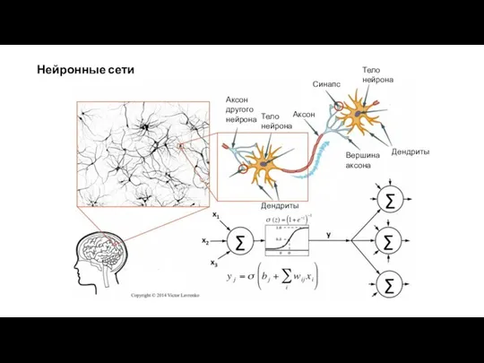 Нейронные сети Аксон другого нейрона Тело нейрона Аксон Синапс Дендриты Дендриты Тело нейрона Вершина аксона