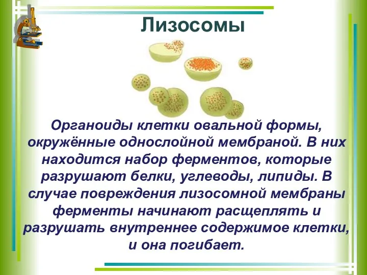 Лизосомы Органоиды клетки овальной формы, окружённые однослойной мембраной. В них находится