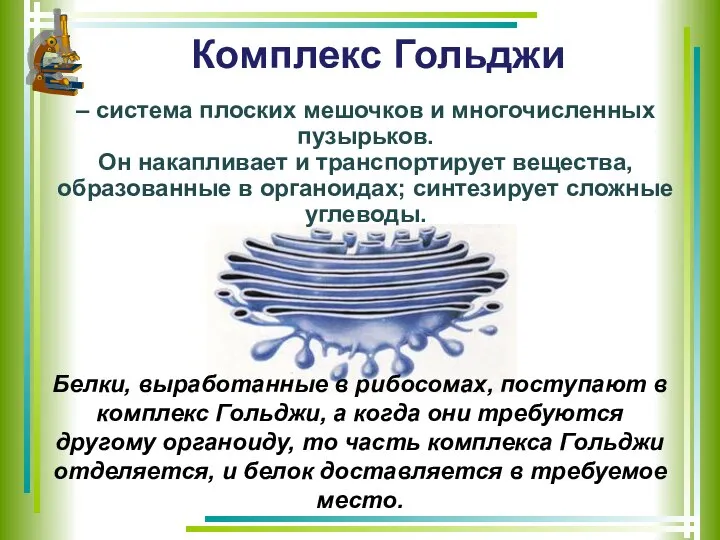 Комплекс Гольджи Белки, выработанные в рибосомах, поступают в комплекс Гольджи, а