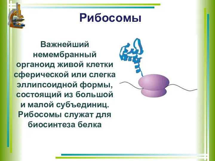 Рибосомы Важнейший немембранный органоид живой клетки сферической или слегка эллипсоидной формы,