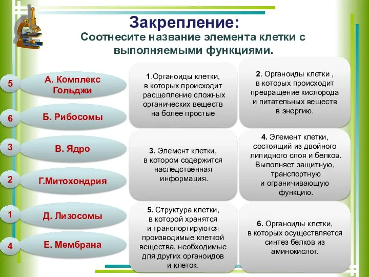 Закрепление: Соотнесите название элемента клетки с выполняемыми функциями. А. Комплекс Гольджи