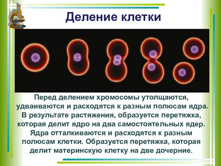 Деление клетки Перед делением хромосомы утолщаются, удваиваются и расходятся к разным