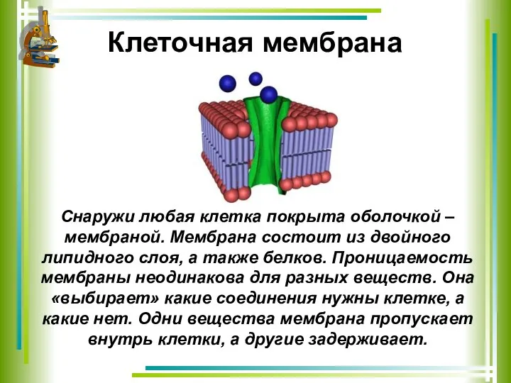 Клеточная мембрана Снаружи любая клетка покрыта оболочкой – мембраной. Мембрана состоит