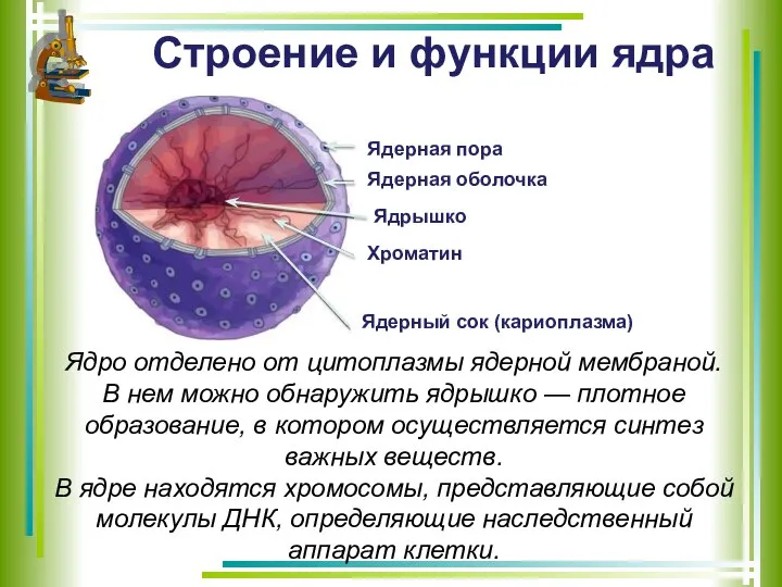 Строение и функции ядра Ядерная пора Ядерная оболочка Ядрышко Хроматин Ядерный