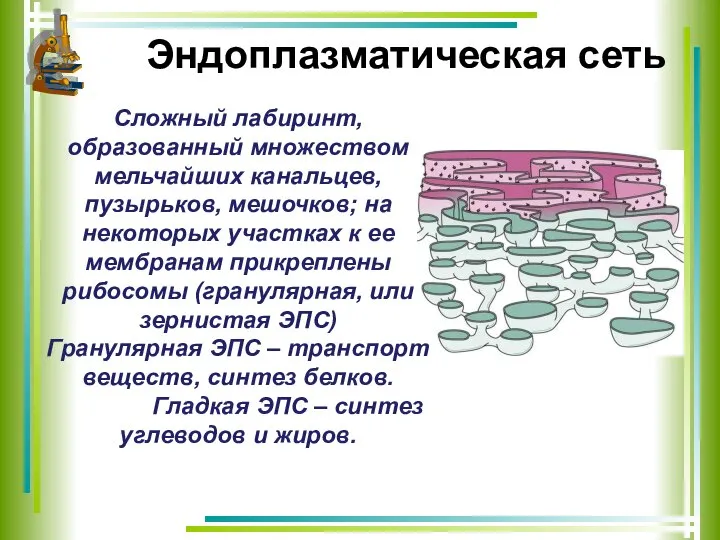 Эндоплазматическая сеть Сложный лабиринт, образованный множеством мельчайших канальцев, пузырьков, мешочков; на