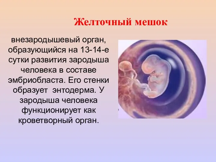 Желточный мешок внезародышевый орган, образующийся на 13-14-е сутки развития зародыша человека