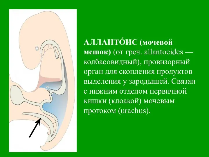 АЛЛАНТО́ИС (мочевой мешок) (от греч. allantoeides — колбасовидный), провизорный орган для
