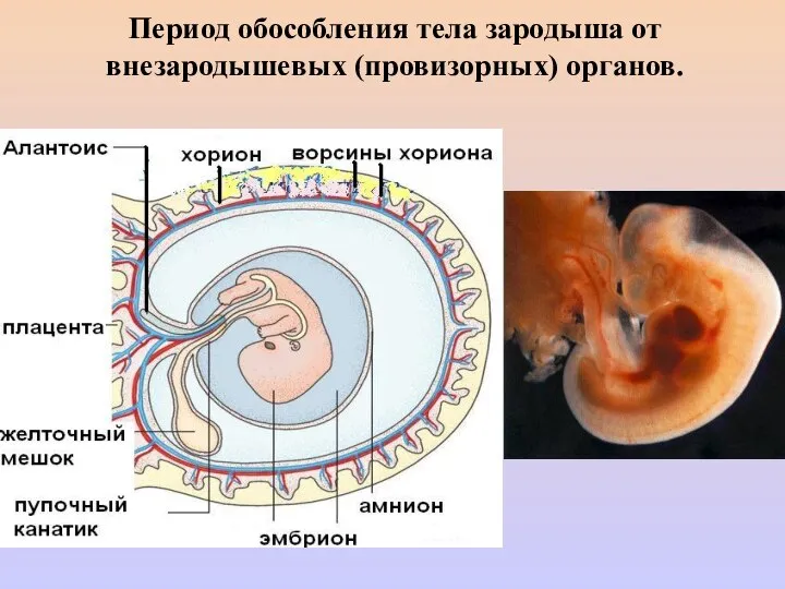 Период обособления тела зародыша от внезародышевых (провизорных) органов.