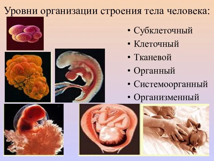 Уровни организации строения тела человека: Субклеточный Клеточный Тканевой Органный Системоорганный Организменный