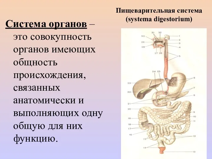 Система органов – это совокупность органов имеющих общность происхождения, связанных анатомически