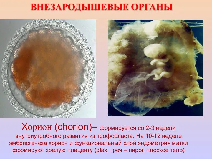 Хорион (chorion)– формируется со 2-3 недели внутриутробного развития из трофобласта. На