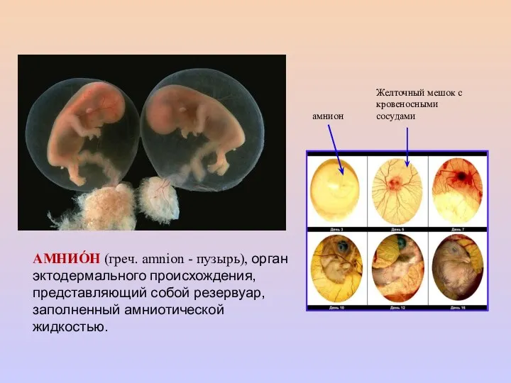 АМНИО́Н (греч. amnion - пузырь), орган эктодермального происхождения, представляющий собой резервуар,