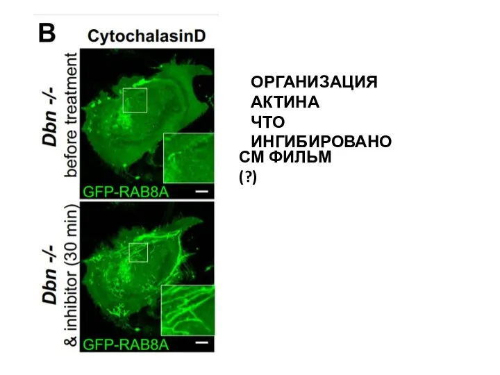 ОРГАНИЗАЦИЯ АКТИНА ЧТО ИНГИБИРОВАНО СМ ФИЛЬМ (?)