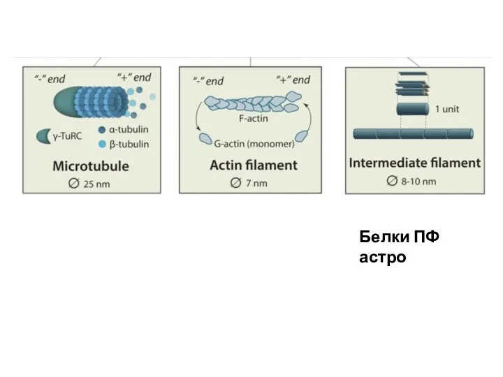 Белки ПФ астро