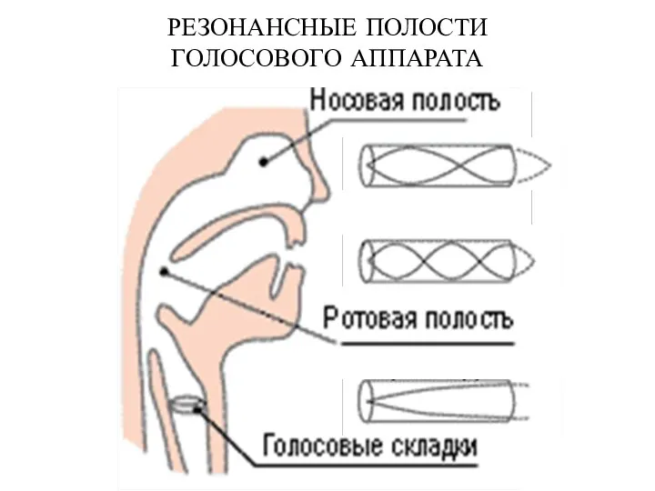 РЕЗОНАНСНЫЕ ПОЛОСТИ ГОЛОСОВОГО АППАРАТА